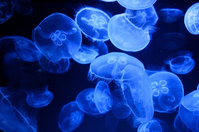 水母 海上的果冻 动物 - 上的免费照片