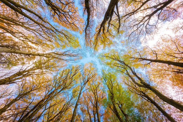 树木 树冠 森林 - 上的免费照片