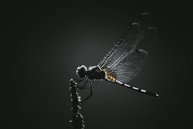 蜻蜓 昆虫 翅膀 - 上的免费照片