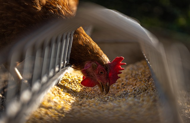 母鸡 鸡 喂食 - 上的免费照片