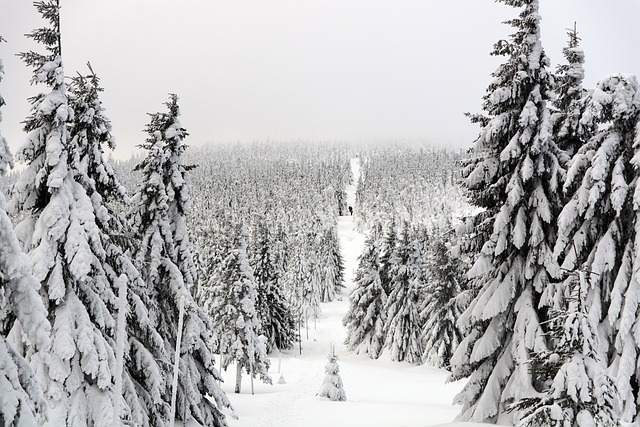 冬天 踪迹 森林 - 上的免费照片