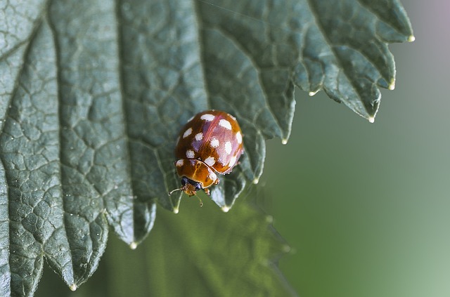 叶子 昆虫 甲虫 - 上的免费照片