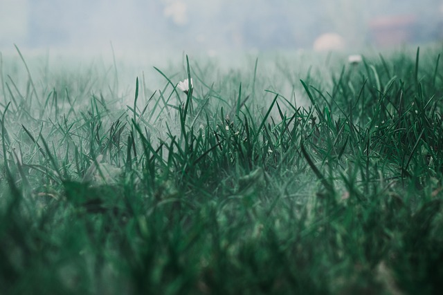 草甸 雾 草 - 上的免费照片