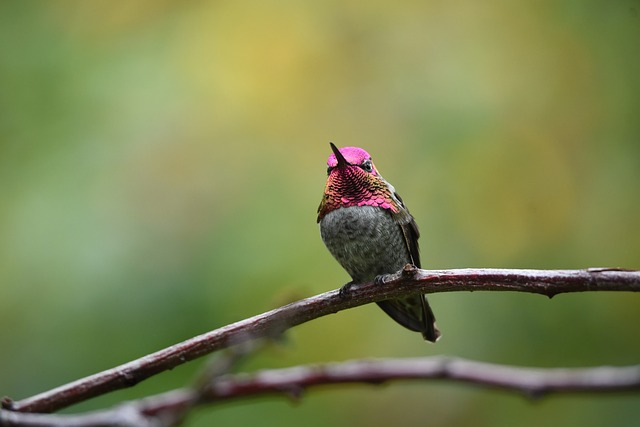蜂鸟 在红宝石喉蜂鸟 鸟 - 上的免费照片