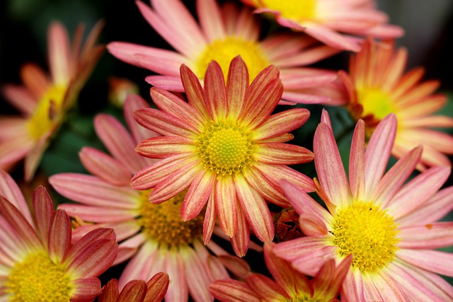 菊花 花朵 植物 - 上的免费照片