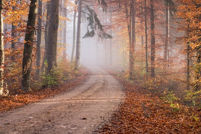 路 森林 秋天 - 上的免费照片