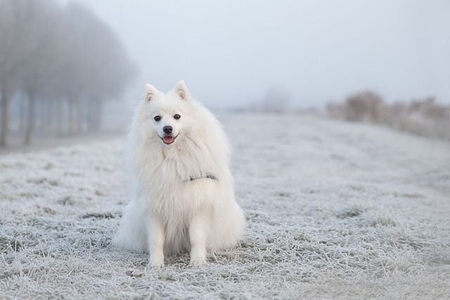 狗 宠物 雪 - 上的免费照片