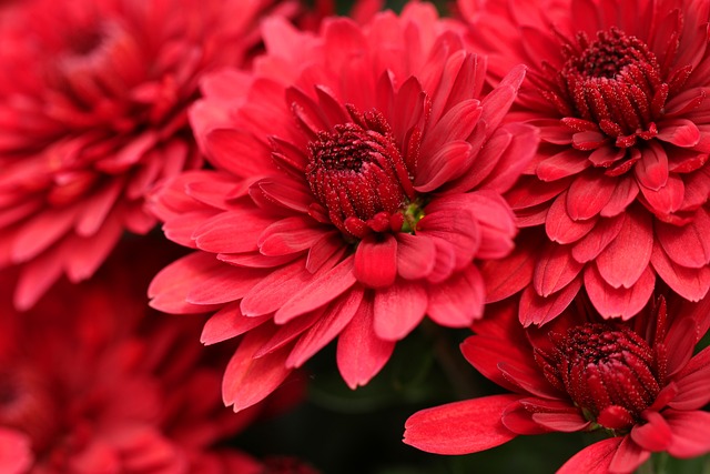 菊花 花朵 红色花 - 上的免费照片