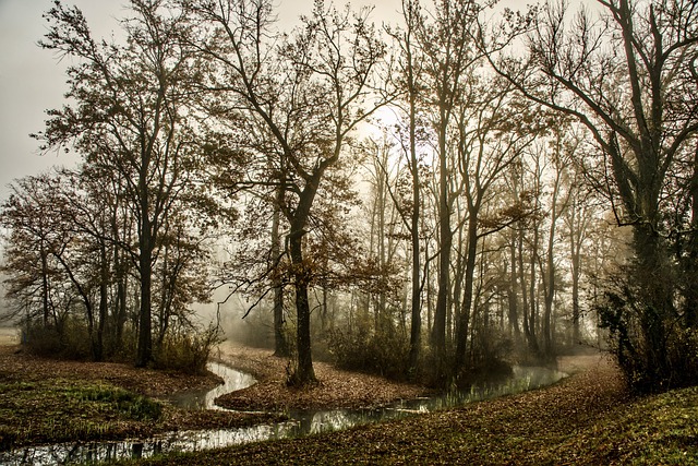 树木 森林 多雾路段 - 上的免费照片