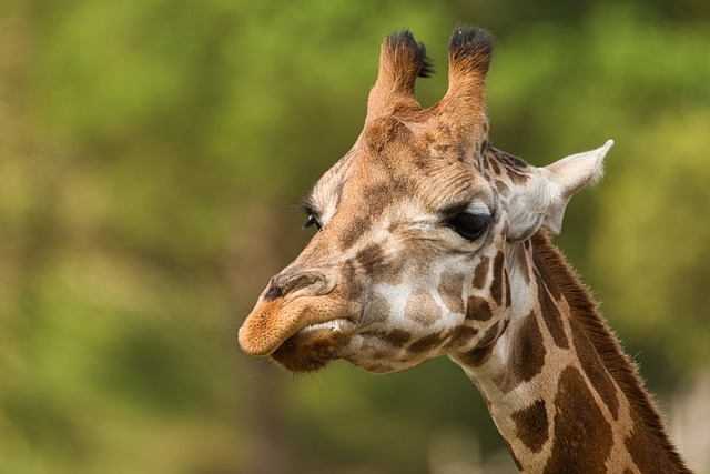 长颈鹿 动物 头 - 上的免费照片