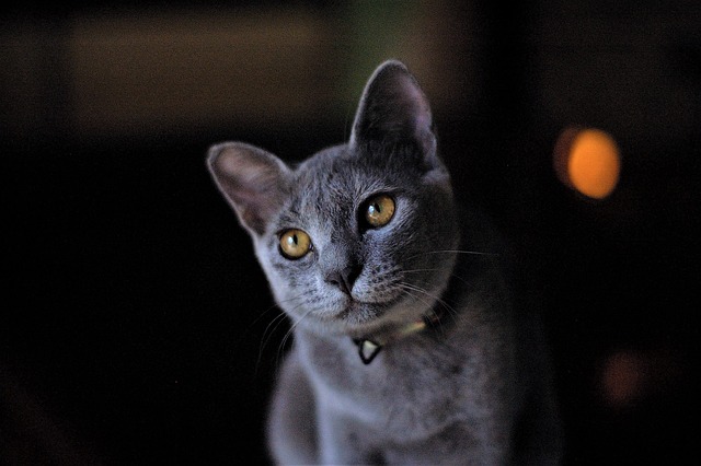 俄罗斯蓝猫 猫 宠物 - 上的免费照片