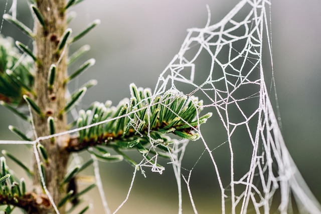蛛网 杉木树 霜 - 上的免费照片
