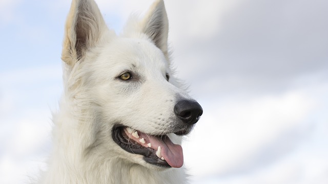 狗 白色的牧羊人 犬类 - 上的免费照片