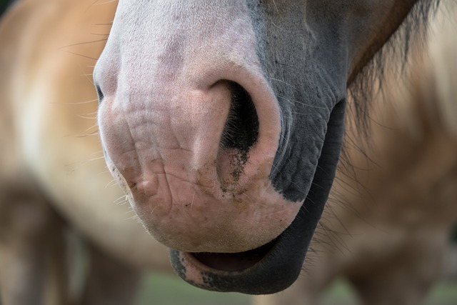 马 鼻子 鼻孔 - 上的免费照片