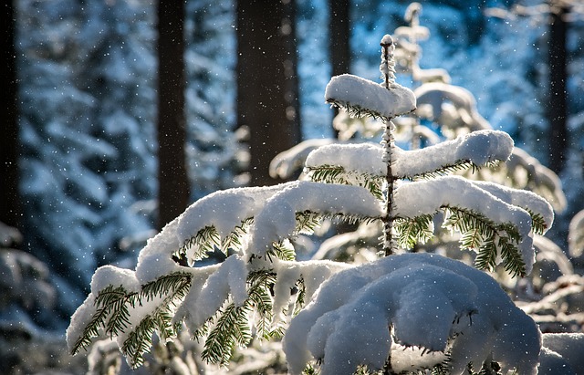 降雪 冷杉 树木 - 上的免费照片