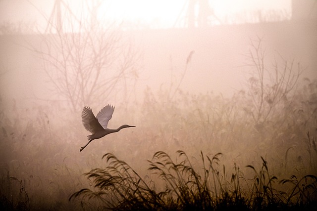 白鹭 飞行 多雾路段 - 上的免费照片