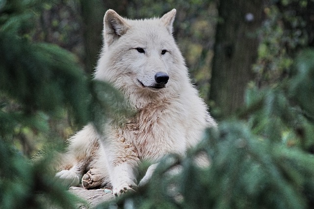 北极狼 动物 动物园 - 上的免费照片