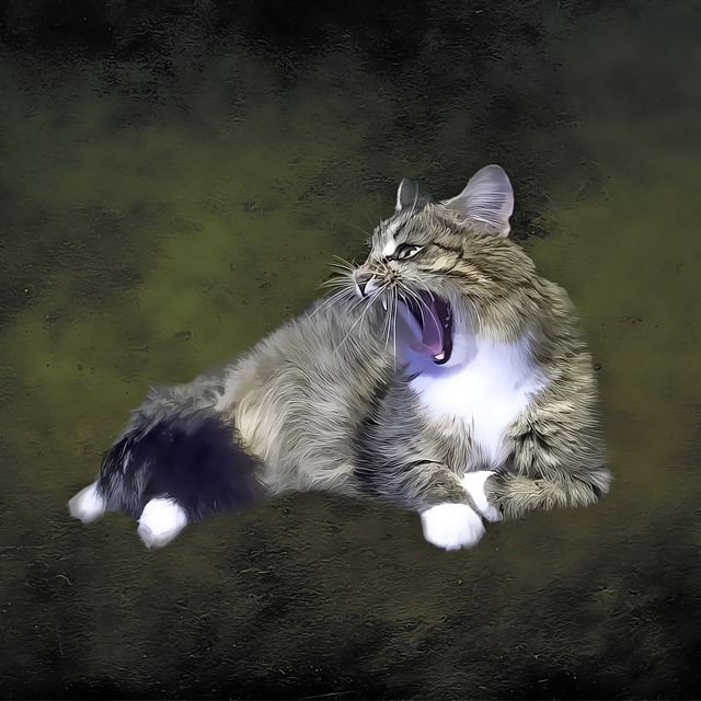 猫 生气的 油画 - 上的免费图片