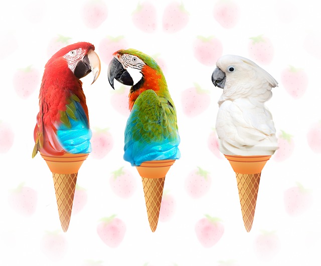鹦鹉 冰淇淋 锥体 - 上的免费图片