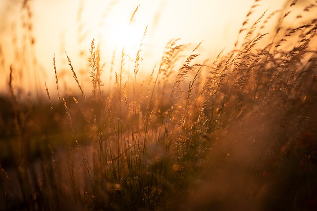 芦苇 原野 日落 - 上的免费照片