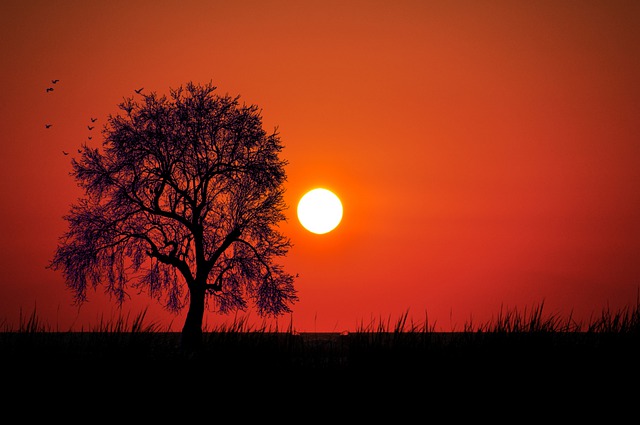 日落 树 草地 - 上的免费图片
