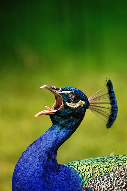 鸟 孔雀 喙 - 上的免费照片