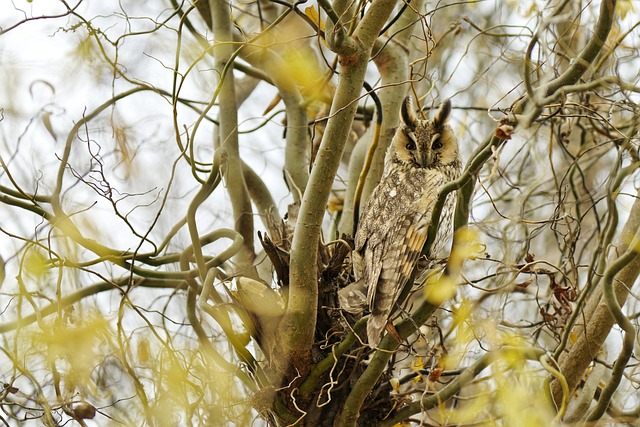 长耳猫头鹰 鸟 树 - 上的免费照片