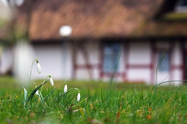 雪花莲 花朵 草地 - 上的免费照片