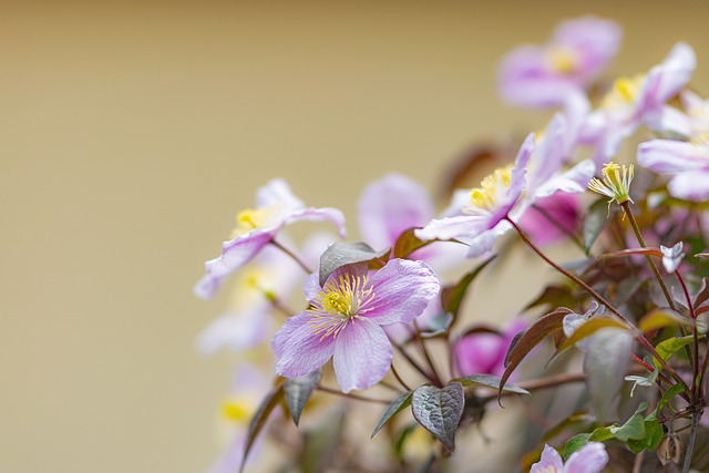 铁线莲 花朵 植物 - 上的免费照片