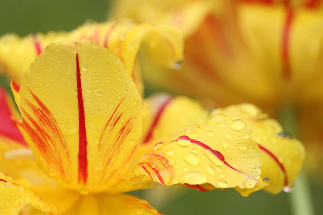 花 郁金香 花瓣 - 上的免费照片