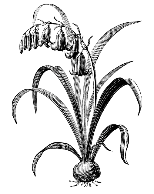 常见的风信子 花朵 植物 - 上的免费图片