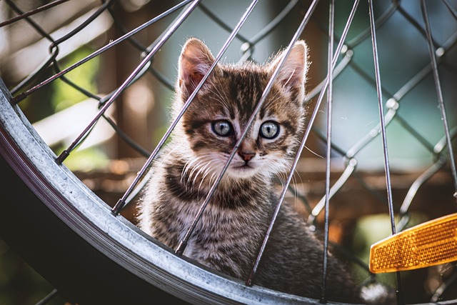 猫 小猫 车轮 - 上的免费照片