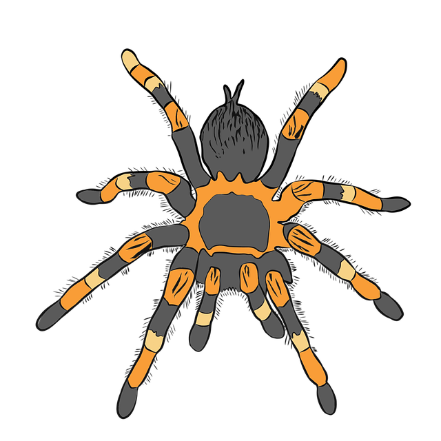 狼蛛 墨西哥红膝 蜘蛛 - 上的免费图片