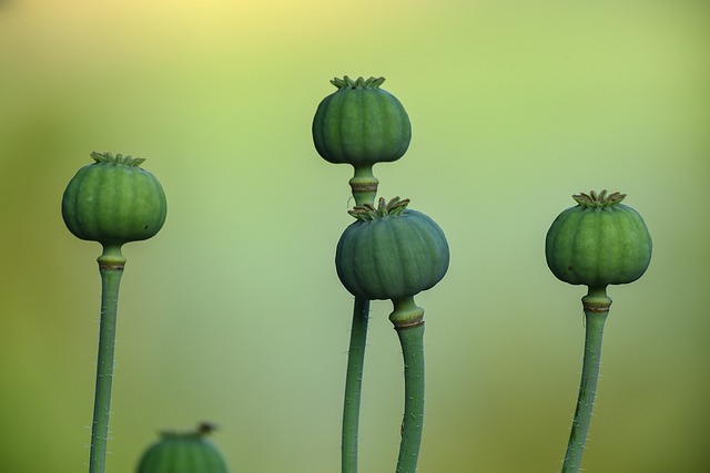 罂粟 种荚 植物 - 上的免费照片