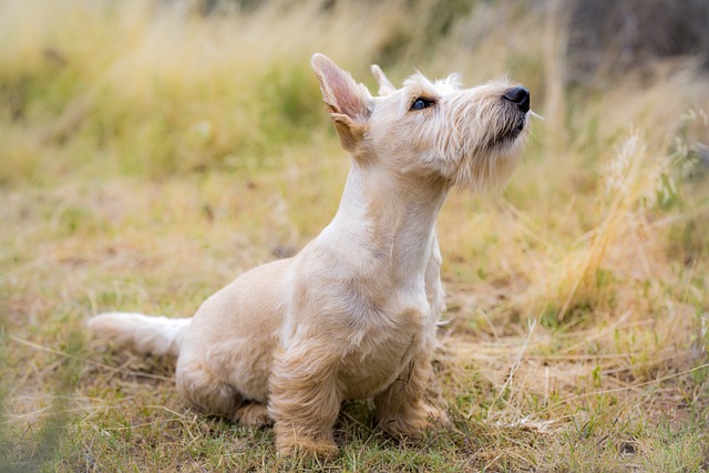 狗 宠物 苏格兰梗 - 上的免费照片