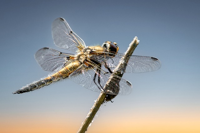 蜻蜓 昆虫 植物 - 上的免费照片