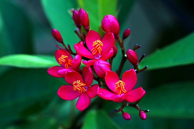 荨麻 花朵 粉红色的花朵 - 上的免费照片