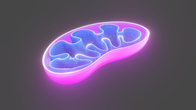 细胞 线粒体 生物学 - 上的免费图片