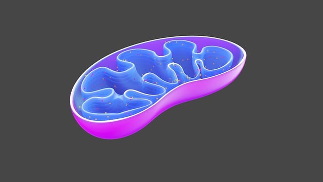 线粒体 生物学 细胞 - 上的免费图片