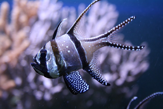 邦盖红雀 鱼 水族馆 - 上的免费照片