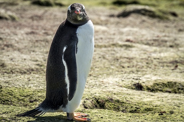 企鹅 海滩 鸟 - 上的免费照片