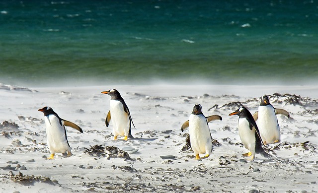 企鹅 海洋 海 - 上的免费照片
