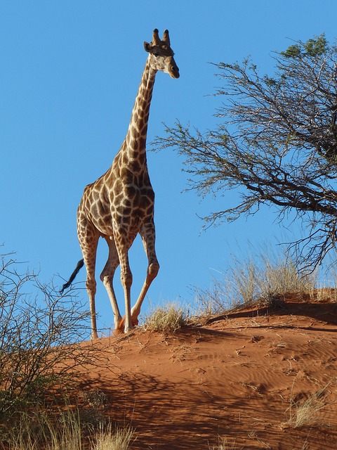 长颈鹿 动物 哺乳动物 - 上的免费照片