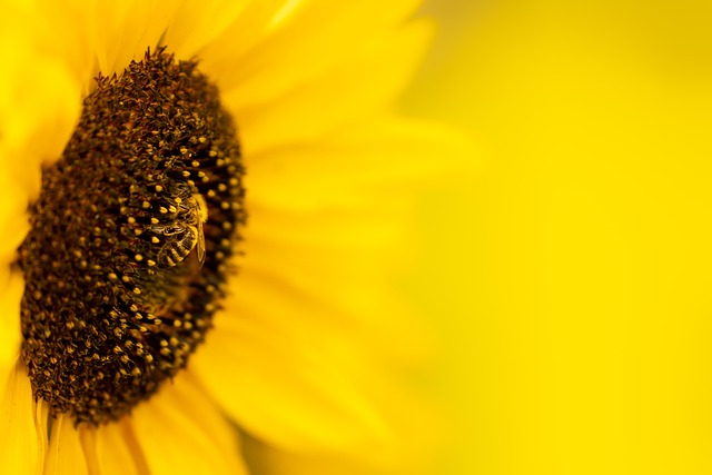 向日葵 花 蜜蜂 - 上的免费照片
