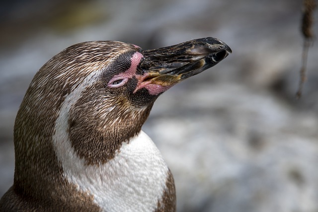 企鹅 鸟 动物 - 上的免费照片