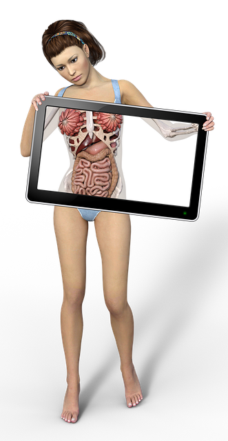 女士 透视 解剖学 - 上的免费图片