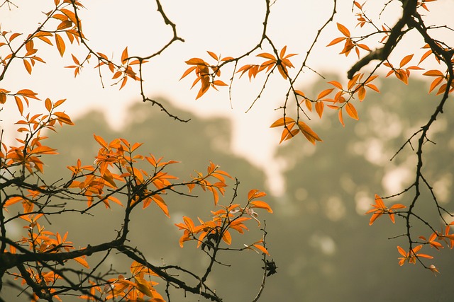 森林 叶子 秋天 - 上的免费照片