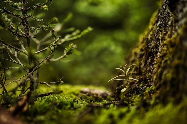 苔藓 森林 自然 - 上的免费照片