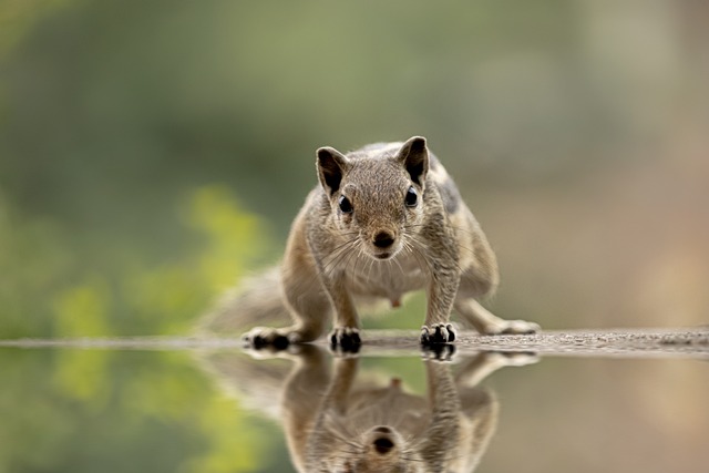 印度棕松鼠 松鼠 啮齿动物 - 上的免费照片