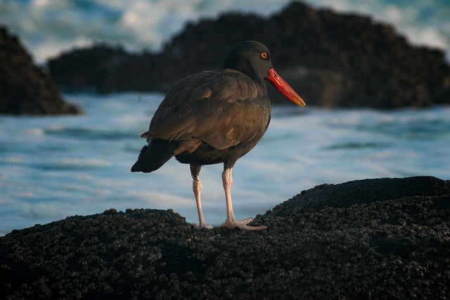黑牡蛎 鸟 动物 - 上的免费照片